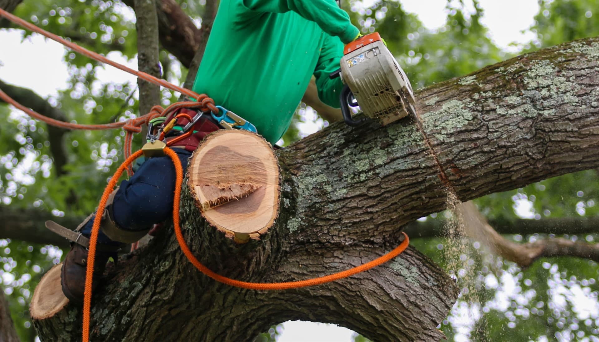 Shed your worries away with best tree removal in Huntington