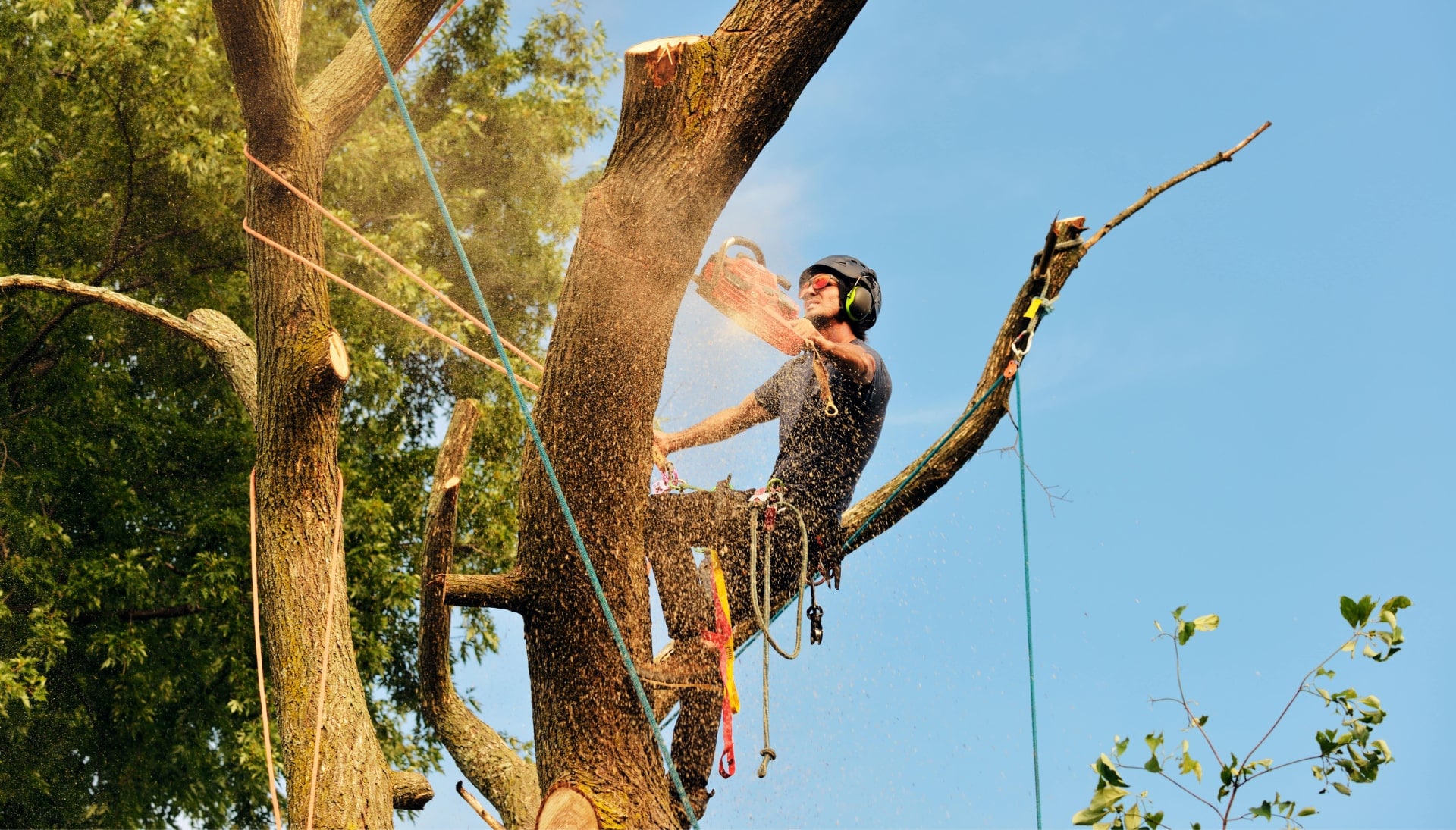 Get rid of tree problems with the expert tree removal contractors in Huntington