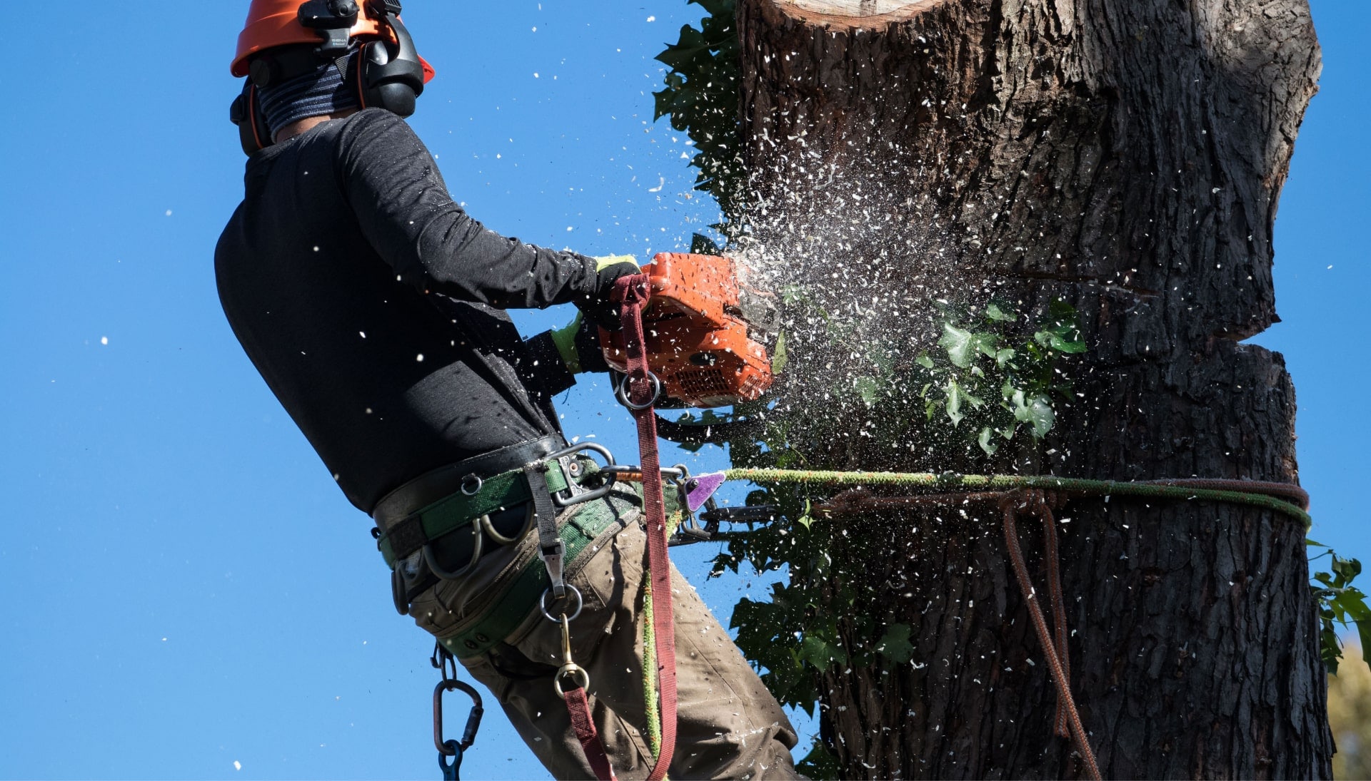 Professional Tree removal solutions in Huntington